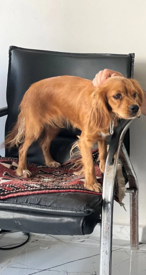 Çalınan Badem isimli köpek her yerde aranıyor
