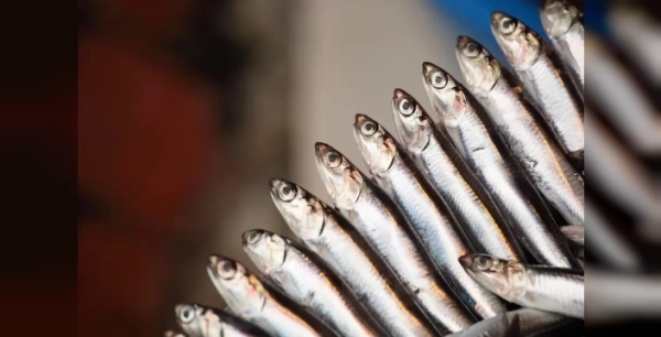 2100 Yılında Hamsi Alarmı: Uzmanlar Karadeniz'de Büyük Kayıp Bekliyor