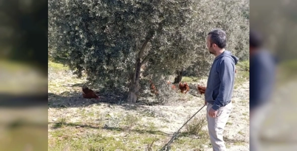 Artan kiralar nedeniyle köyüne dönen Levent Sertkaya, tavuk çiftliği kurdu