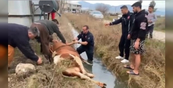 İtfaiye ekipleri, merada mahsur kalan ineği mucizevi bir kurtarma operasyonuyla kurtardı!