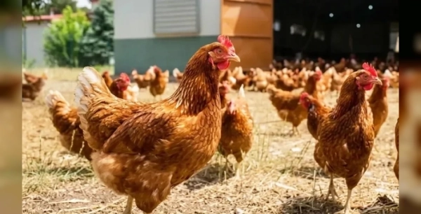 Kümes hayvancılığı üretiminde Temmuz ayında artış gözlemlendi
