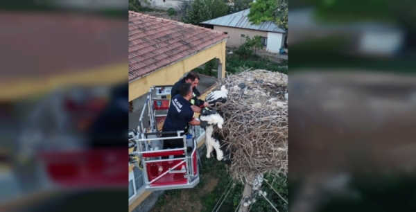 Leylek yavruları ölümden döndü, biri kurtarılamadı