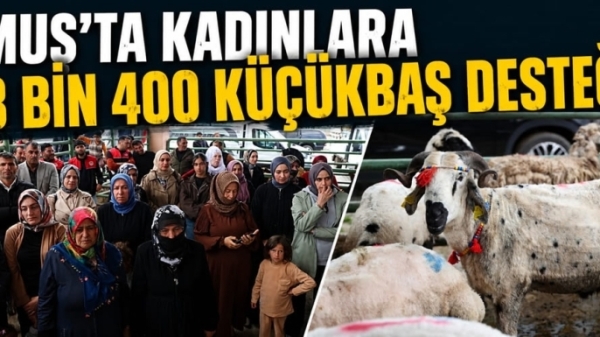 Muş’ta kadınlara 3 bin 400 küçükbaş desteği