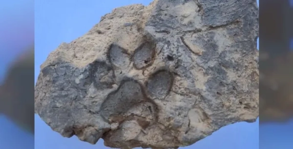 Tavşanlı Höyük'te 4 bin yıllık köpek izleri