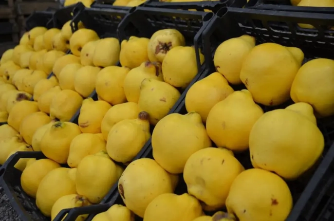 Ayva fiyatları tavan yaptı: Kilosu 300 lira ile lüks meyve haline geldi