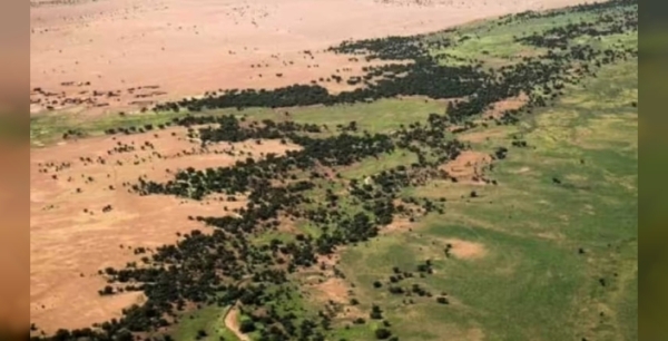 8.000 kilometrelik ağaç duvar projesiyle Afrika'da yeşil devrim başlıyor