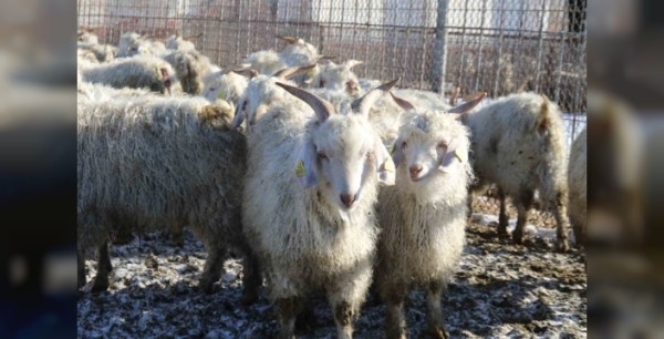 Ankara keçilerine titiz bakım: 550-600 yavru bekleniyor