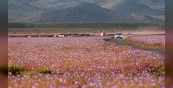 Atacama Çölü'nde mucizevi çiçeklenme: 200 bitki türü birden hayata döndü