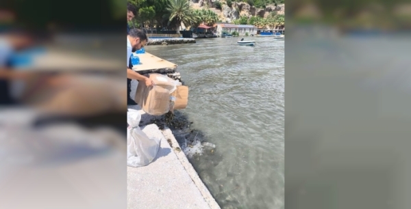 Aydın'da yasa dışı yengeç nakli: 60 kilo canlı yengeç ele geçirildi