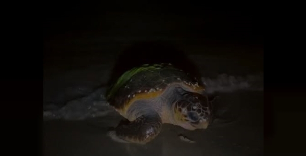 Aydın sahillerinde hayata tutunan umut: Yılın ilk Caretta Caretta yuvası bulundu!