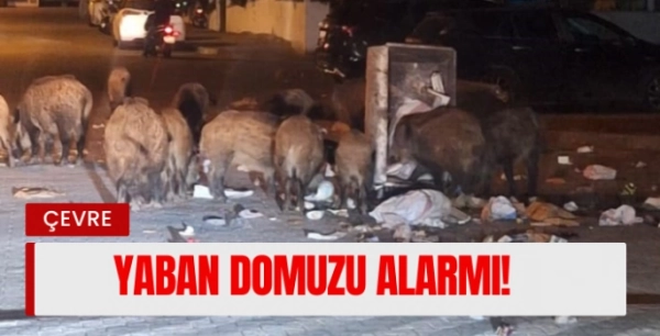 Aydın ve Muğla'da Yaban Domuzu Alarmı