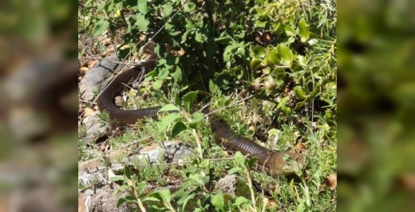 Bozkurt'ta 'demir yılan' paniği değil, doğa mucizesi: Oluklu kertenkele görüntülendi!