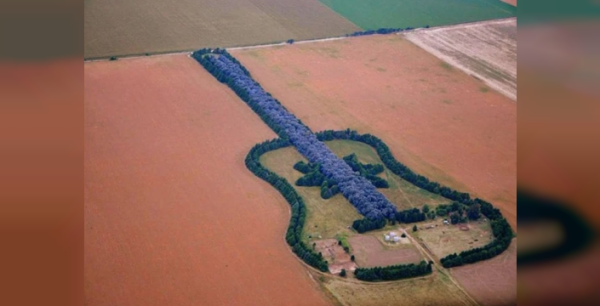 Çiftçi 7 bin ağaçla eşinin anısına dev gitar ormanı yaptı