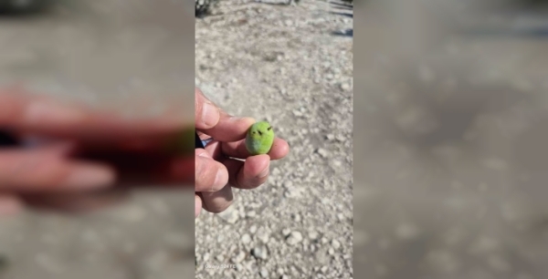 Didim'de zeytin üreticilerine sinek tehdidi uyarısı