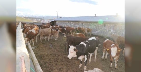 Diyadin'de besicilik, geçim kaynağı haline geldi