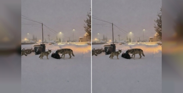 Diyadin'de kurtlar mahalle arasına indi, vatandaşlar tedirgin