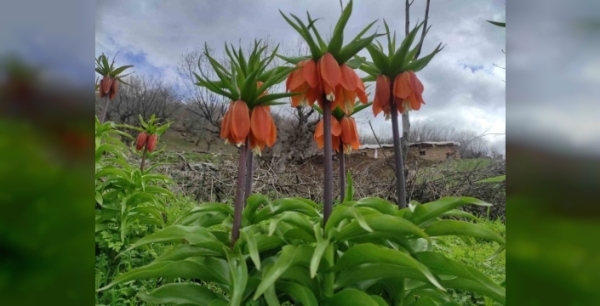 Doğunun hüzünlü gelini: Ters laleler büyülemeye devam ediyor