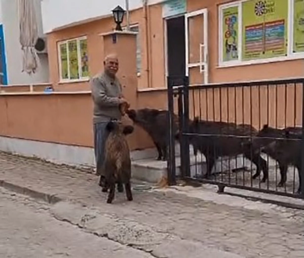 Domuzları ekmek vererek uzaklaştırdı