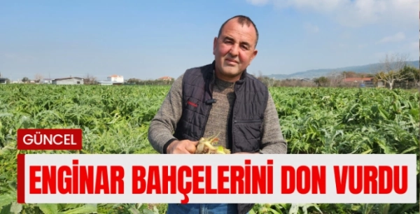 Enginar bahçelerini don vurdu
