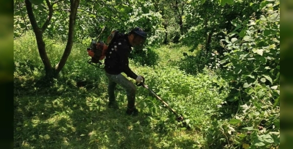 Fındık bahçeleri yaza hazır: Üreticiler hasat öncesi hummalı temizlikte