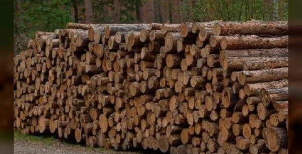 Güneş battıktan sonra da enerji bitmiyor: Ahşap devrimi!