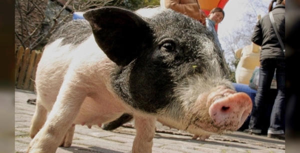 Hırvatistan, afrika domuz ateşi nedeniyle 12 bin domuzu itlaf etti