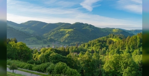 Ikea, Baltıklar'da dev orman yatırımıyla sürdürülebilirliğe odaklandı