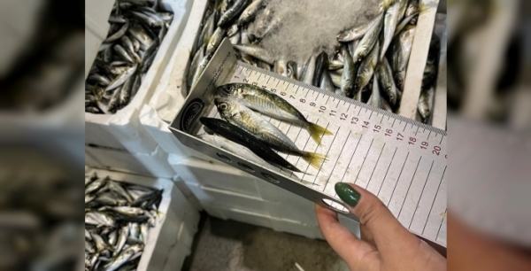 İzmir'de balık hali denetimi: 241 kilo kaçak su ürünleri ele geçirildi