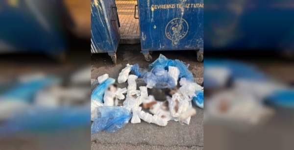 İzmir'de tüyler ürperten keşif: 33 cansız kedi poşetlerde!