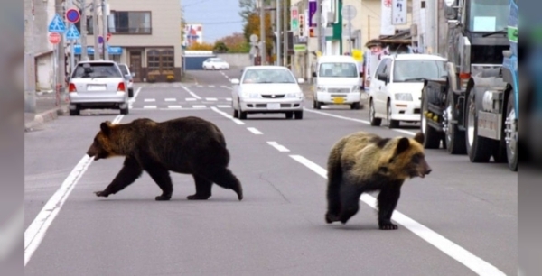 Japonya'da ayı terörü turizmi vurdu: Turistik tesisler için çözüm geliyor!