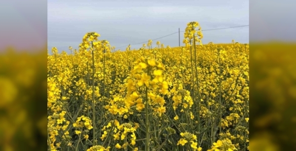 Kanola ilaçlaması arıları tehdit ediyor: Bilinçsiz kullanım can alıyor