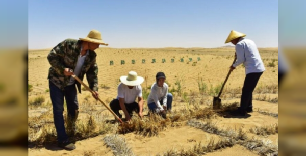 Kumların Gazabı Yenildi: 20 Yıllık Mücadeleyle Vaha Yeniden Doğdu