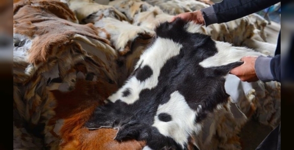 Kurban derisi: Altın değerinde milli servet, doğru toplama ile ekonomiye dev katkı!