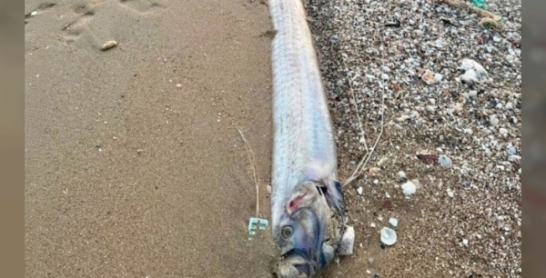 Kürek balıkları sahile vurdu: Doğa alarm veriyor