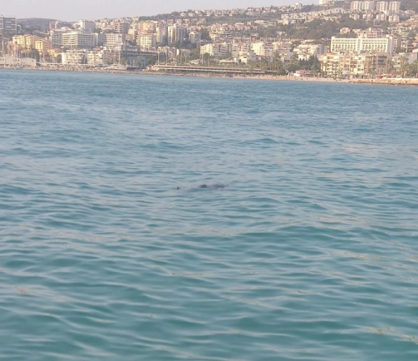 Kuşadası'nda Denizde Erkek Cesedi Bulundu