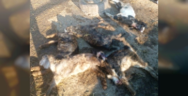 Kütahya'da kurtlar, 25 küçükbaş hayvanı telef etti