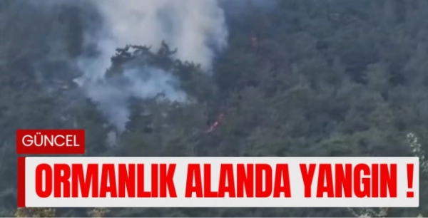 Milas’ta orman yangını