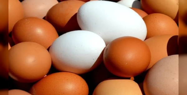 Milyonlarca yumurta piyasadan toplatılıyor: Salmonella alarmı!