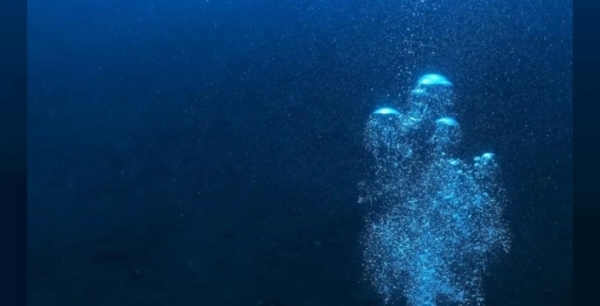 Okyanusun derinliklerindeki 'hayalet': 150 yıldır canlısı görülmeyen gizemli balina