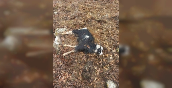 Pertek''te ağıldan kaçan küçükbaş hayvanlar kurtlara yem oldu