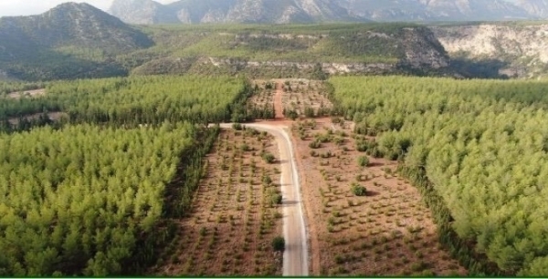 Sinop'ta ormanlar yeniden yeşeriyor: Yangınlara karşı daha güçlü bir gelecek