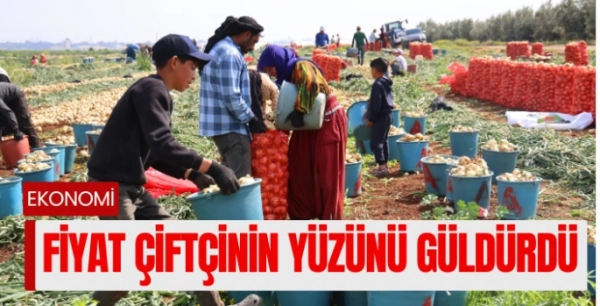 Soğan hasadı başladı, verim ve fiyatı çiftçinin yüzünü güldürdü
