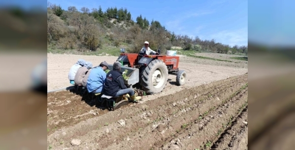 Tütün ekimi Selendi'de coşkuyla başladı: Üreticiler tarlada mesaiye koyuldu