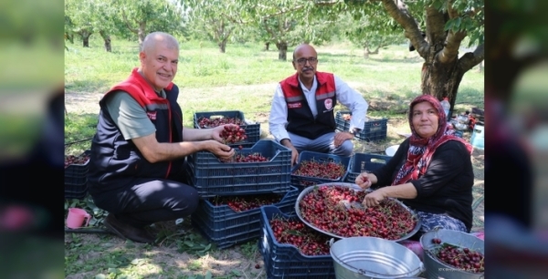 Uluborlu'nun Altın Taneleri: Kiraz Hasadı Başladı, İhracat Hedefi 20 Bin Ton
