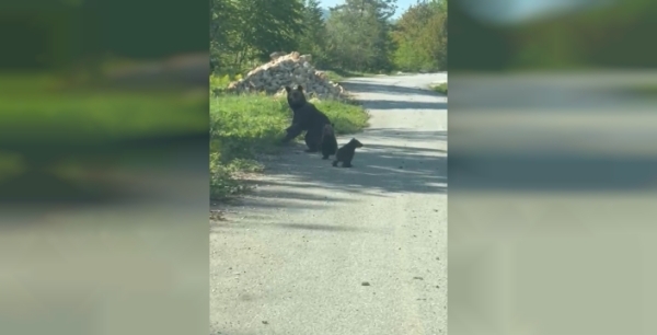 Yığılca'da kardeşlerin ayı sohbeti gülümsetti