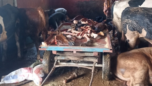 Adana'da 2,5 ton at eti ele geçirildi