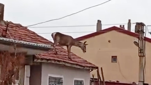 Afyonkarahisar'da köpeklerden korkup çatıya çıkan geyik düşüp öldü