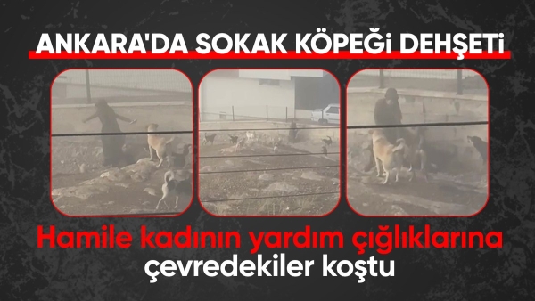 Ankara'da başıboş köpek dehşeti: Hamile kadına saldırdılar