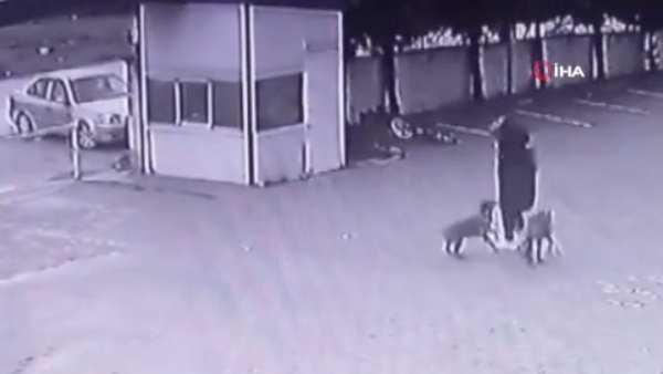 Ankara'da bir kadın köpeklerin saldırısına uğradı