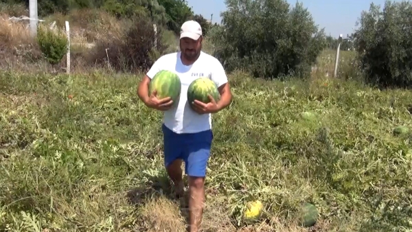 Antalya'da vatandaşa, tarladaki karpuzları ücretsiz dağıttı